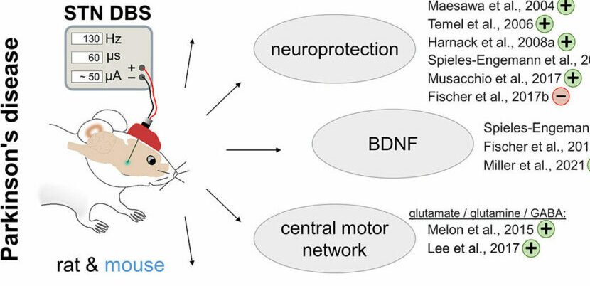 Experimental deep brain stimulation in rodent models of movement disorders